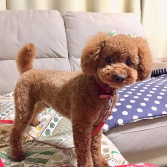 暑さ対策に効果的 犬のサマーカットって実際どうなの いぬのきもちweb Magazine